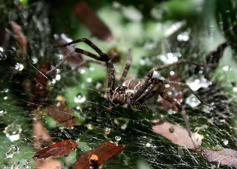The sheet model  Geotagged,India