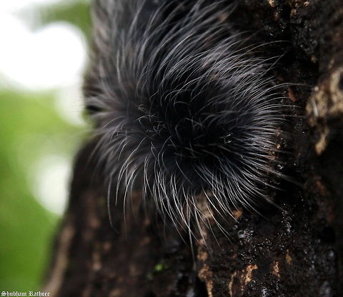 A moth catterpillar help identify Geotagged,India