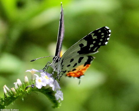 The light play :)  Geotagged,India,Red Pierrot,Summer,Talicada nyseus