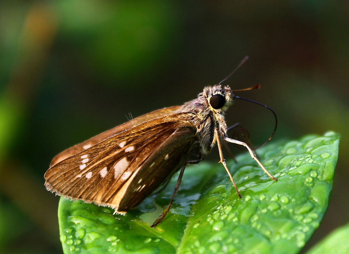 Morning beauty  Conjoined Swift,Fall,Geotagged,India,Pelopidas conjuncta