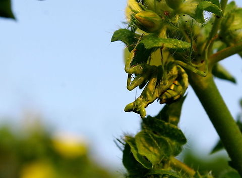Indian praying mantis  Creobroter pictipennis