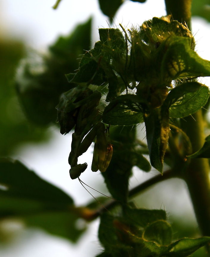 morning prayers :)  Creobroter pictipennis