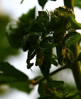 morning prayers :)  Creobroter pictipennis