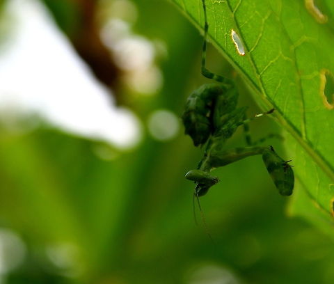 The "under the leaf" ambush  Creobroter pictipennis