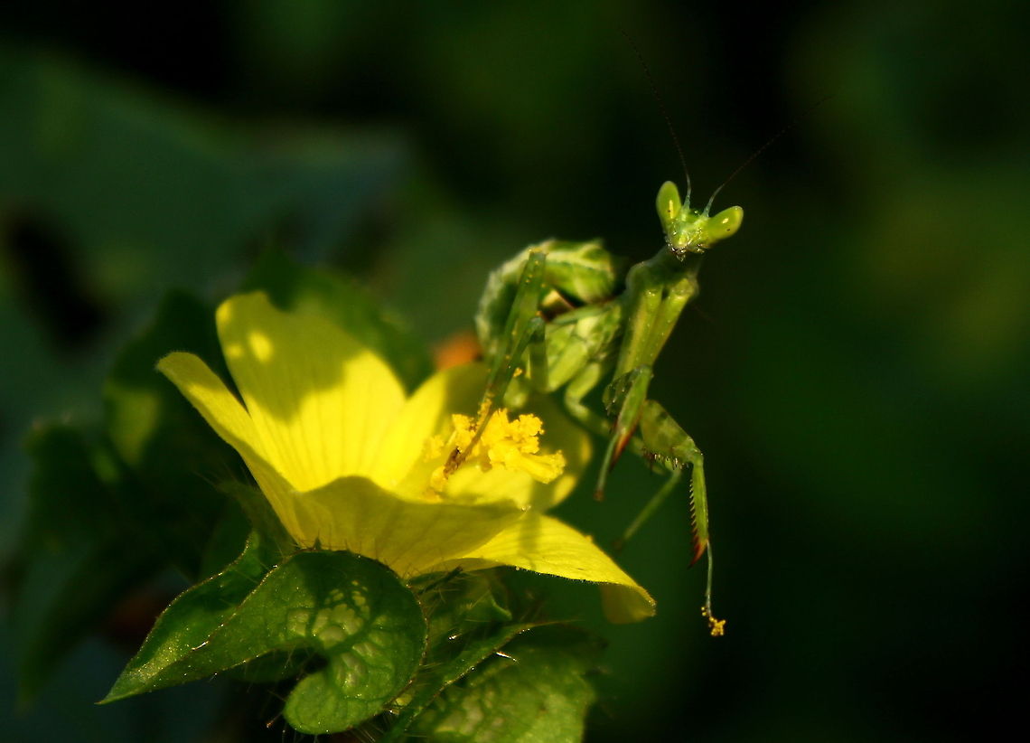 The ardent pollinator!  Creobroter pictipennis,Fall,Geotagged,India