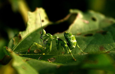 The Indian Flower Mantis (sub adult)  Creobroter pictipennis,Fall,Geotagged,India