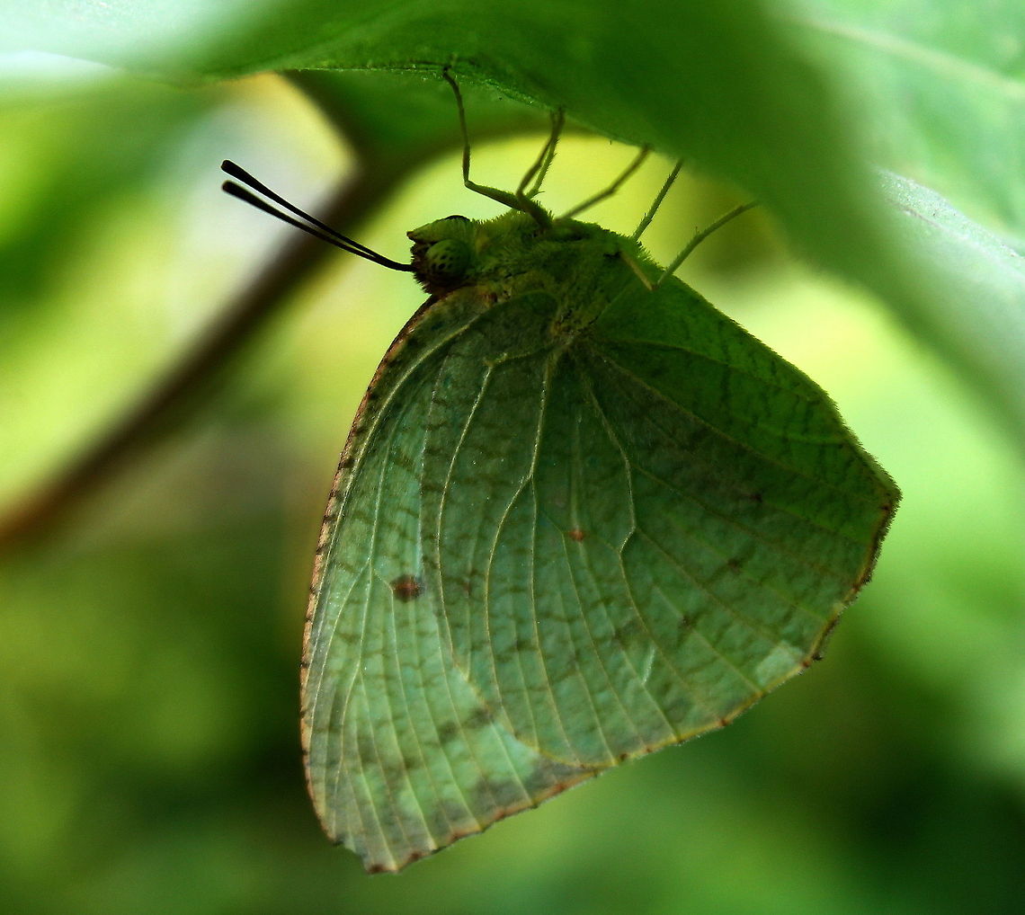 The Common Emigrant  Catopsilia pomona,Lemon Emigrant