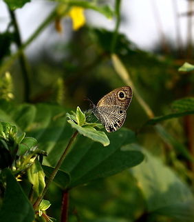 The common four-ring  Common Four-ring,Ypthima huebneri
