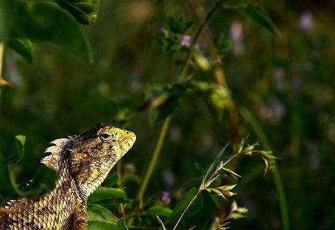 The lizard portfolio  Calotes versicolor,Fall,Geotagged,India,Oriental Garden Lizard