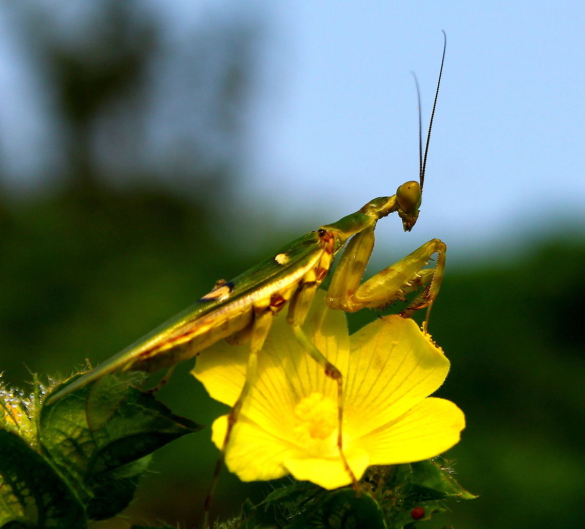 Indian Flower Mantis (adult)  Creobroter pictipennis,Fall,Geotagged,India,Indian Flower Mantis