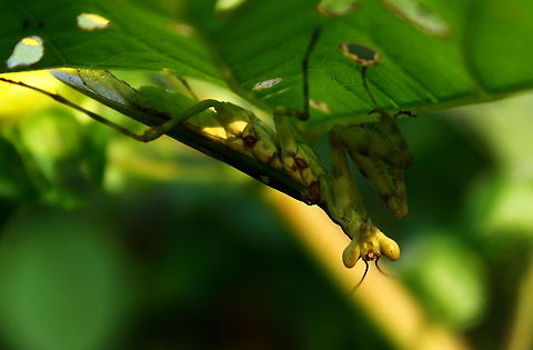 Creobroter pictipennis  Creobroter pictipennis,Fall,Geotagged,India,Indian Flower Mantis