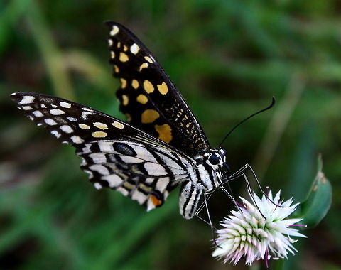The common Lime  Common Lime Butterfly,Papilio demoleus