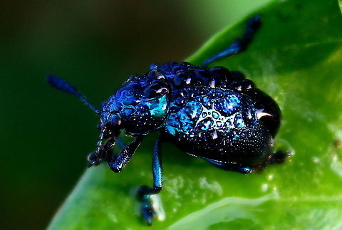 Morning jewel  Fall,Geotagged,India,Platycorynus peregrinus