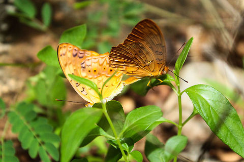 Common leopards mating This species seems to be very abundant in this region of india Common Leopard,Geotagged,India,Phalanta phalantha,Summer