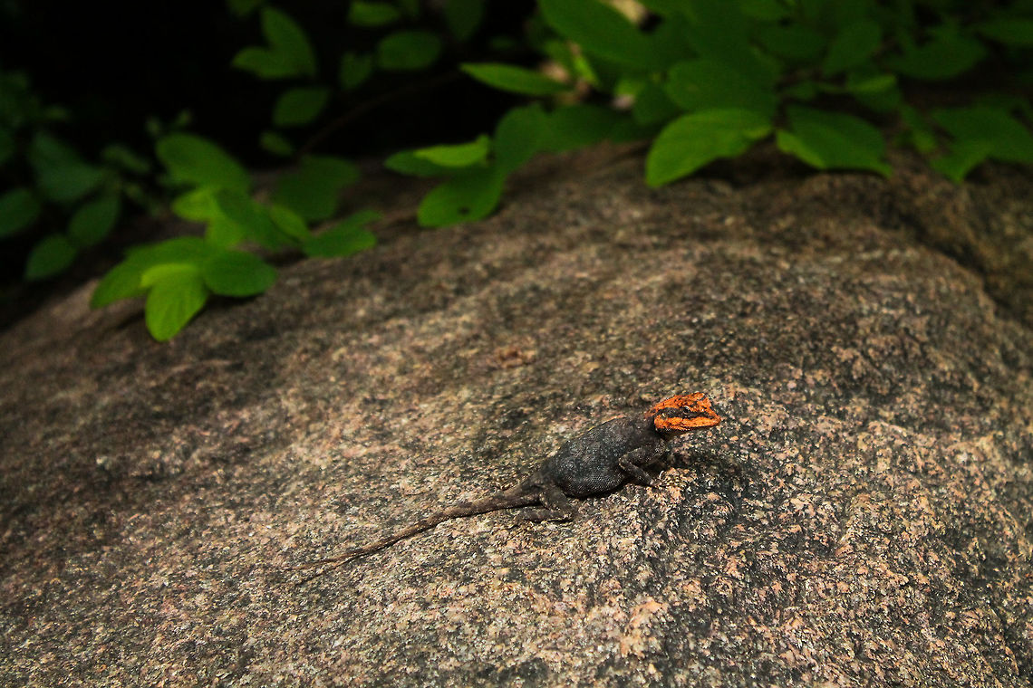 Blanford's rock agama Came across this beauty a while back, very timid but gets comfortable after a while Blanfords rock agama,Geotagged,India,Psammophilus blanfordanus,Summer