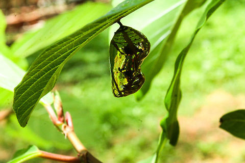 Common crow pupa Although very common, these are very difficult to spot Common Crow,Euploea core,Geotagged,India,Summer