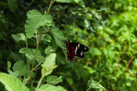 Crimson rose A chance encounter Crimson Rose,Geotagged,India,Pachliopta hector,Summer