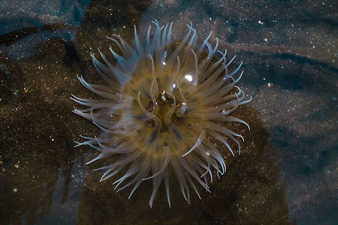 Monster of the sea  Geotagged,India,Spring