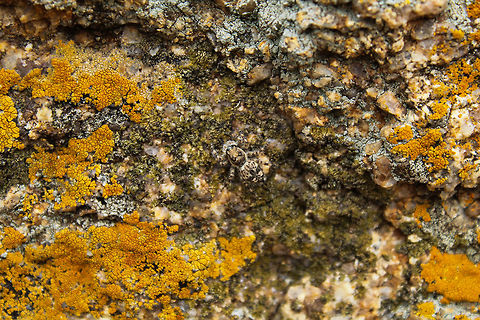 Camouflauged beauty  Geotagged,India,Jumping Spider,Salticidae,Summer