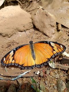 Hypolimnas misippus (female) The elusive mimic, this female has taken on to resemble the common tiger Danaid eggfly,Geotagged,Hypolimnas misippus,India,Summer