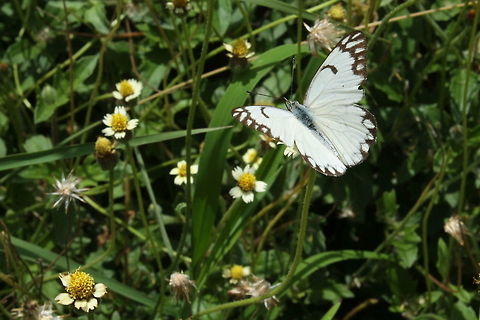 The Indian Pioneer  Belenois aurota,Geotagged,India,Pioneer White,Summer