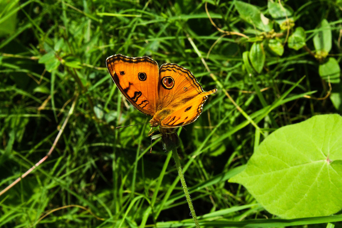 The Oriental Peacock pansy  Geotagged,India,Junonia almana,Peacock Pansy,Summer