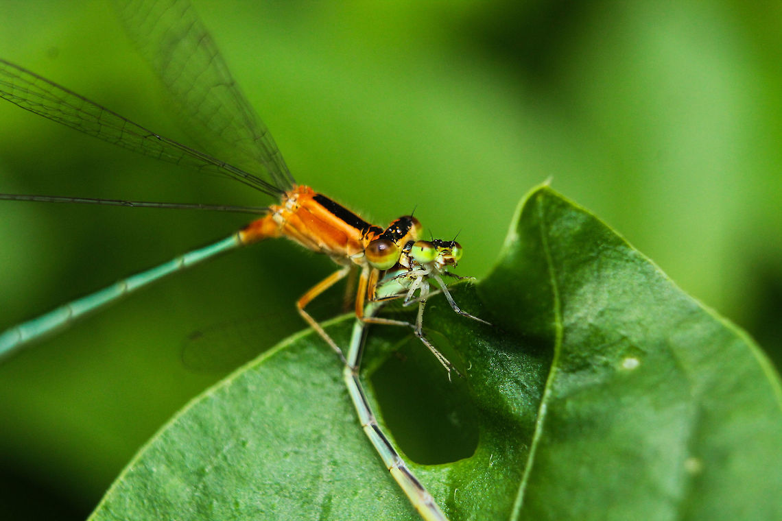 Damsel in distress  Geotagged,India,Ischnura senegalensis,Summer