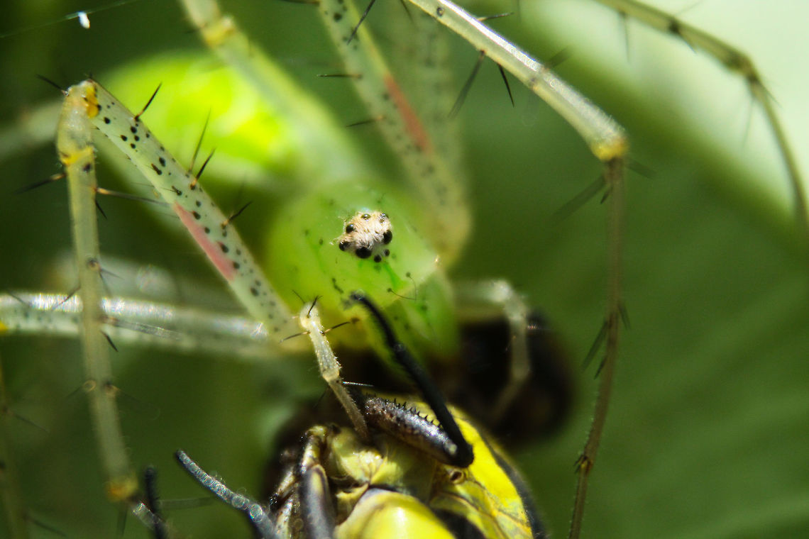 Lynx spider  Geotagged,India,Summer,lynx spider