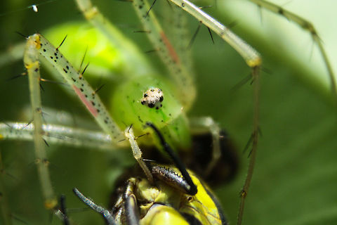 Lynx spider  Geotagged,India,Summer,lynx spider