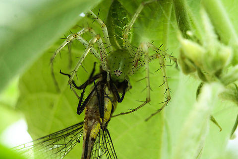 Green lynx spider  Geotagged,India,Summer,lynx spider