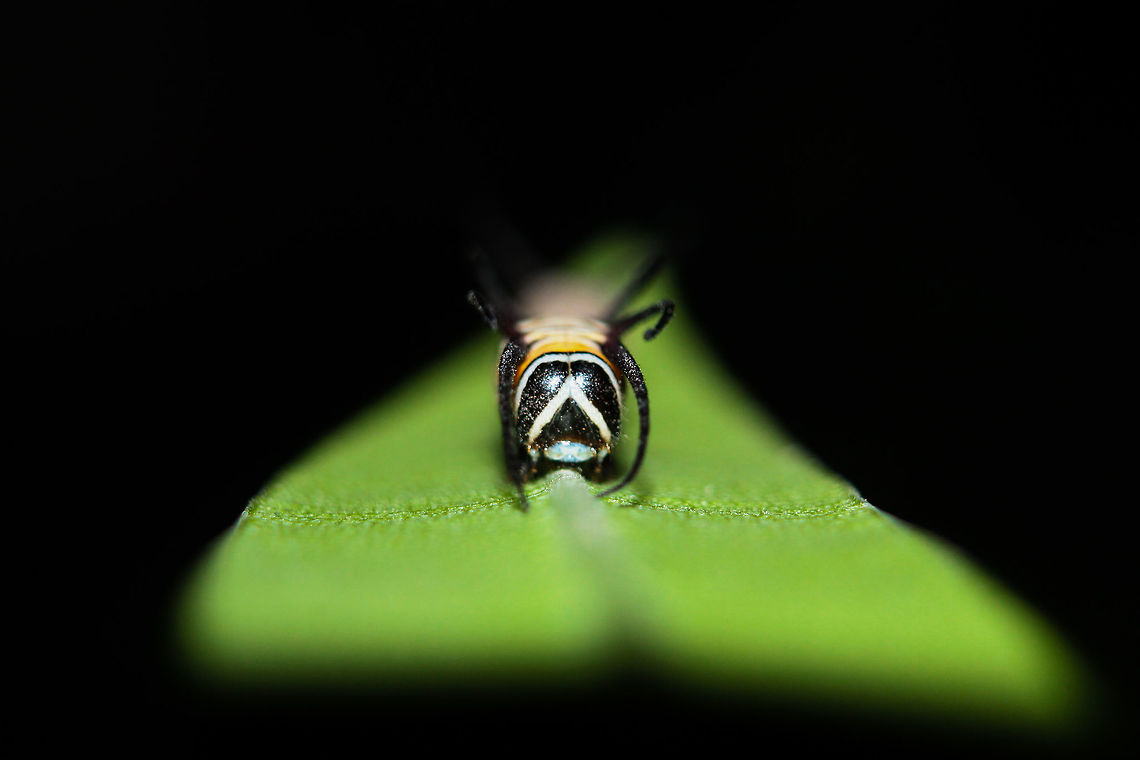 Brown king crow caterpillar  Brown king crow,Euploea klugii,Geotagged,India,Summer