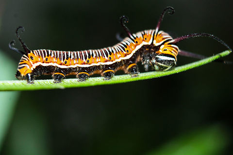 Brown king crow caterpillar (juvenile)  Brown king crow,Euploea klugii,Geotagged,India,Summer