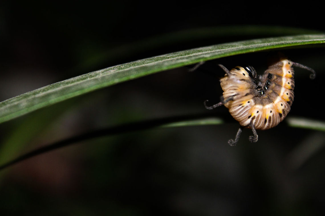 Brown king crow caterpillar (pupating adult)  Brown king crow,Euploea klugii,Geotagged,India,Summer