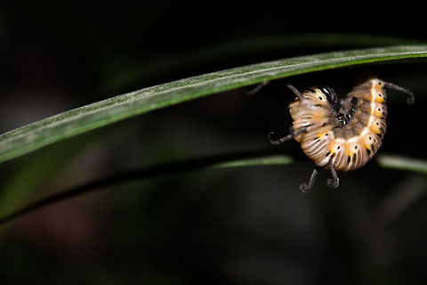 Brown king crow caterpillar (pupating adult)  Brown king crow,Euploea klugii,Geotagged,India,Summer