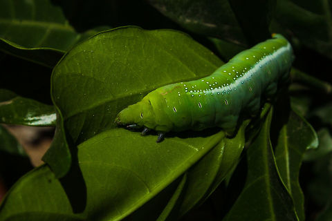 Oleander Hawk-moth caterpillar  Daphnis nerii,Geotagged,India,Oleander Hawk-moth,Summer