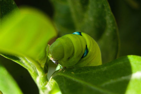 A li'll close up  Daphnis nerii,Geotagged,India,Oleander Hawk-moth,Summer