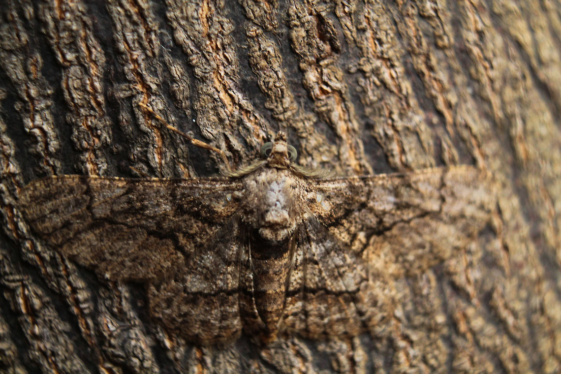 Master of camoflauge  Fall,Geotagged,India