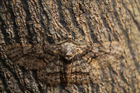 Master of camoflauge  Fall,Geotagged,India