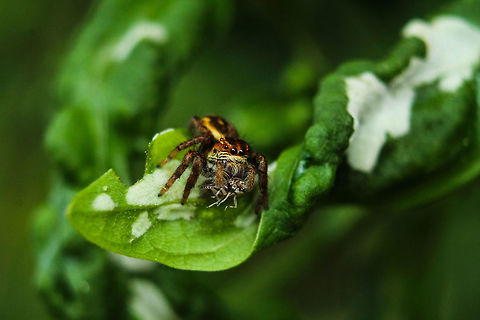 Jumping spider  Geotagged,India,Summer