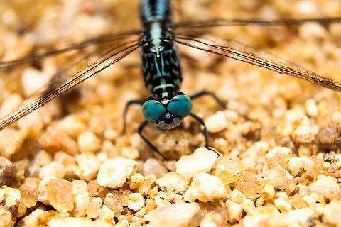 Flash of blue  Acisoma panorpoides,Geotagged,Grizzled pintail,India,Summer