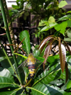 Bee hawkmoth  Cephonodes hylas,Coffee bee hawkmoth,Fall,Geotagged,India