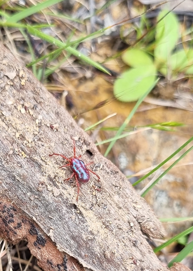 Rainbowia imperator, Australia  Australia,Geotagged,Rainbowia imperator,Spring