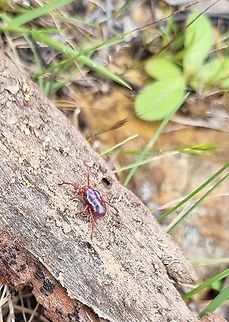 Rainbowia imperator, Australia  Australia,Geotagged,Rainbowia imperator,Spring