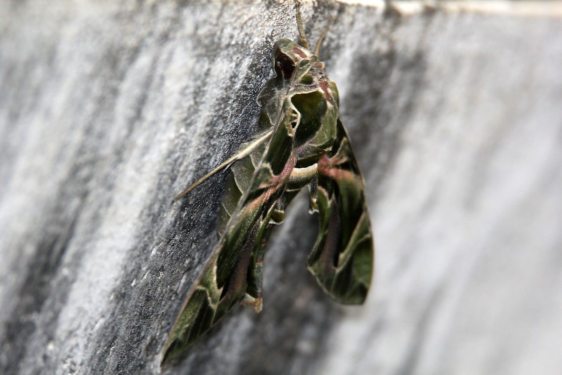 Oleander Hawk Moth - Side Profile 1 Male Species Daphnis nerii,Fall,Geotagged,India,Oleander hawk-moth