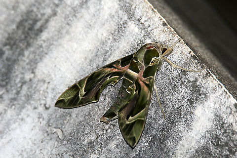 Oleander Hawk Moth - Side Profile 2 Male Species Daphnis nerii,Fall,Geotagged,India,Oleander hawk-moth