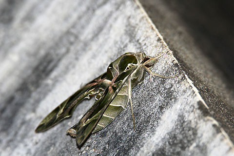 Oleander Hawk Moth - Side Profile 3 Male Species Daphnis nerii,Fall,Geotagged,India,Oleander hawk-moth