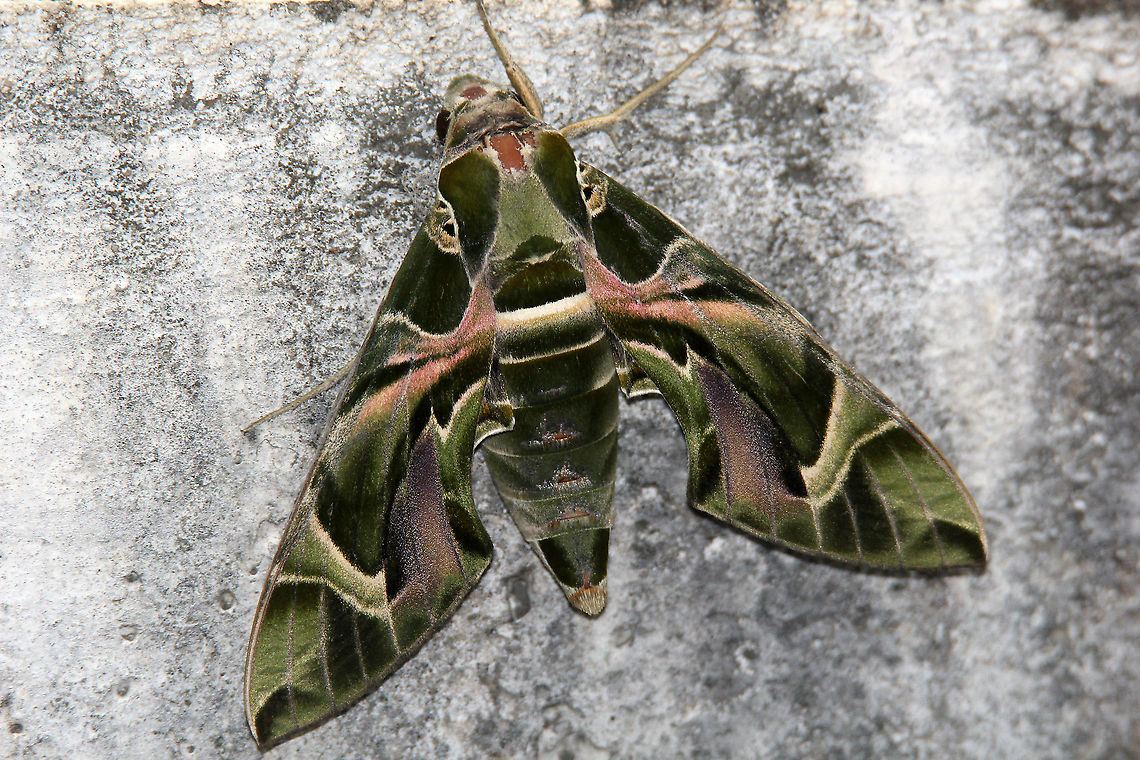 Oleander Hawk Moth - Dorsal View Male Species.<br />
Missing one leg. Daphnis nerii,Fall,Geotagged,India,Oleander hawk-moth