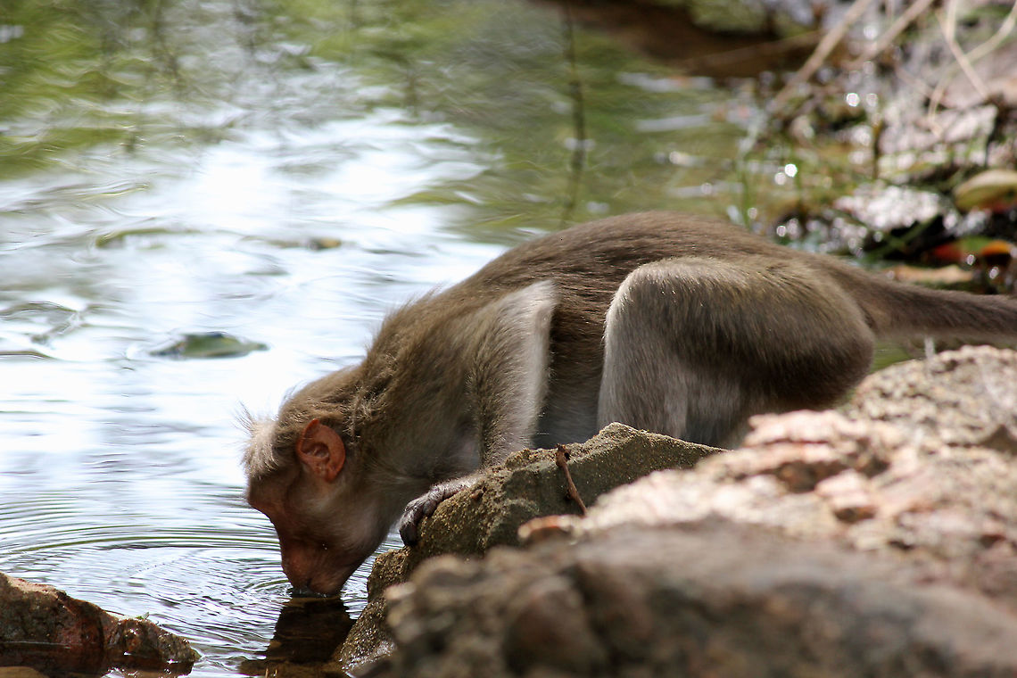 The Source of Life..!!  Bonnet macaque,Geotagged,India,Macaca radiata,Summer