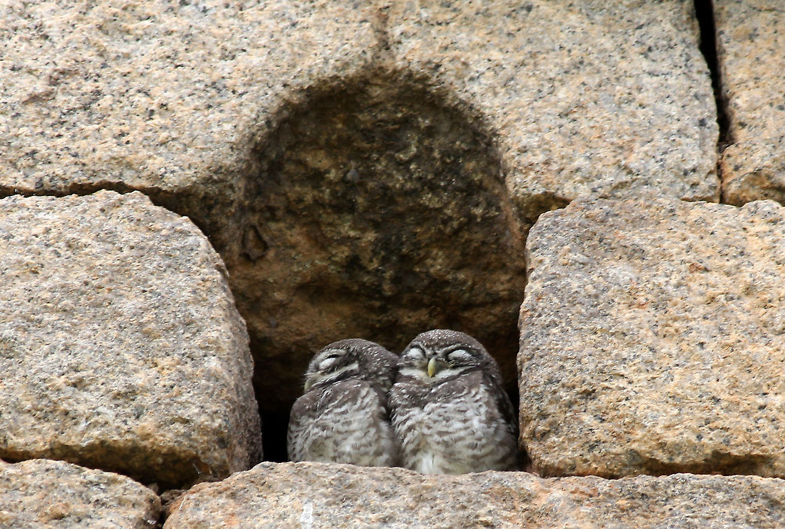 Sleepy Heads..!! Caputred these 2 beauties in Chitradurga Fort, Karnataka, India. Athene noctua,Geotagged,India,Little  Owl