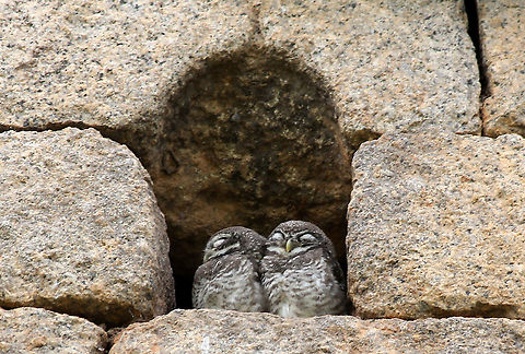 Sleepy Heads..!! Caputred these 2 beauties in Chitradurga Fort, Karnataka, India. Athene noctua,Geotagged,India,Little  Owl